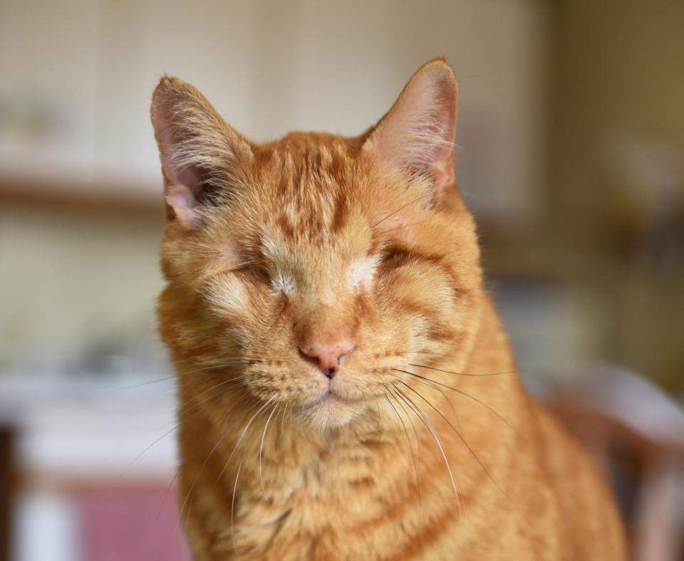 Blind orange tabby cat