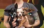 Blog-Furever-Buddies-Puppies-8536sak.jpg