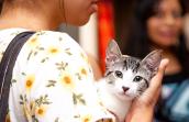 clear-shelters-cat-7590rs.jpg