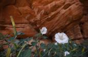 Datura flowers blooming in front of a red rock cliff in Angel Canyon