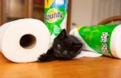 Black kitten lying by some Bounty paper towels
