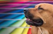 Dog in front of rainbow wall