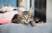 Tabby kitten lying on a gray blanket with another cat in the background