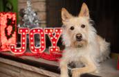 Terrier type dog lying next to a red sign that says JOY and a small silver holiday tree