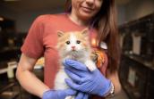 Person wearing rubber gloves and holding an orange and white kitten next to a row of kennels in a shelter