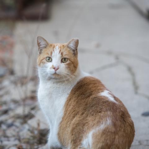 white and orange ear-tipped cat sitting outside