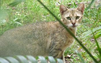 TNR-trap-neuter-return-Miss-Patton-Street.jpg