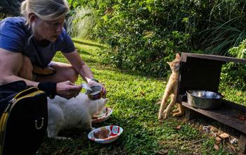 Community-cat-feeding.jpg