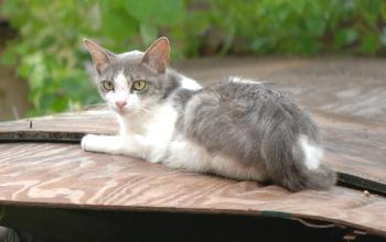 Feral-cat-1751.jpg