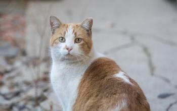 white and orange ear-tipped cat sitting outside