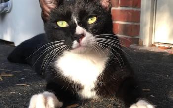 black and white cat with cropped ear