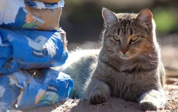 Feral cat sitting next to donated cat food from a TNVR group