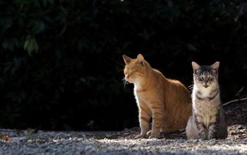Two tabby cats who are part of a TNR program