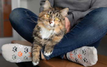 tortoise shell cat sitting on the lap of someone who is wearing paw print socks