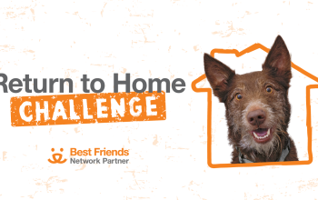 Return to Home Challenge graphic with a dog
