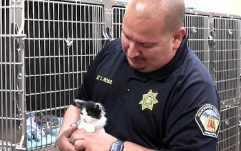 An animal control offer holds a black and white kitten in front of kennels