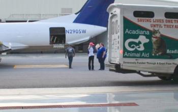 Plane and Acadiana Animal Aid transport van