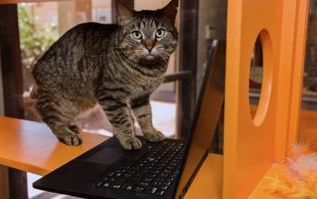 Tabby cat sitting on laptop keyboard on an orange cat tree