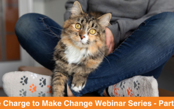 A fluffy calico tabby cat sits on the lap of someone wearing paw print socks
