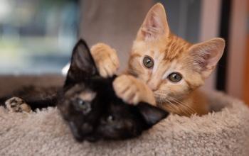 Orange kitten lying next to black kitten with paw on black kitten&#039;s head