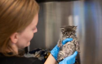 Tabby kitten being held