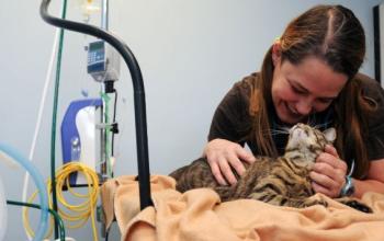 Tabby cat with a vet tech in the clinic for a check up