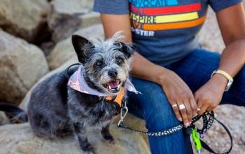 Dark gray dog wearing bandana sitting next to person in t-shirt on rock
