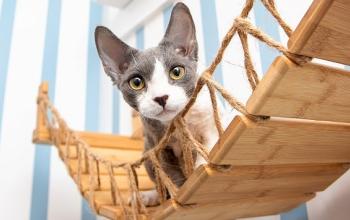 White and gray kitty on cat bridge hanging on wall