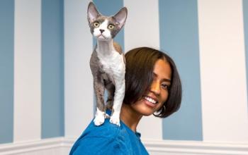 Gray and white short haired cat standing on shoulder of person wearing blue shirt
