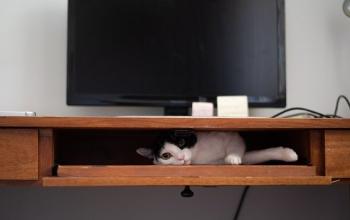Black and white cat lying in desk compartment under computer