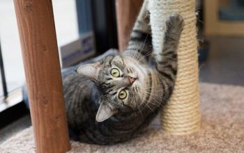 Tabby cat laying by scratching post