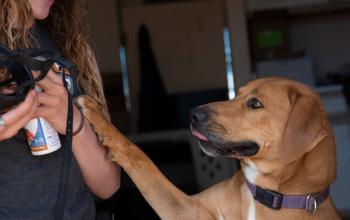 Trainer holding a muzzle and can of spray cheese for training while a dog paws at her hand