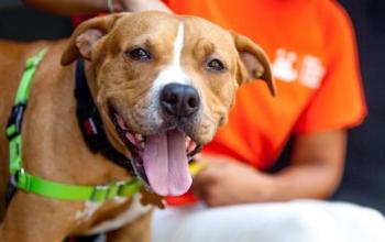 tan dog wearing green harness with person in orange shirt