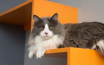 Long-haired gray and white cat lying on orange shelf