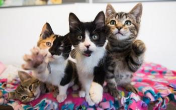 One kitten lying down to the left of three kittens with their paws up