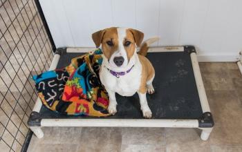 White and tan puppy on Karunda bed in kennel
