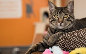 Tabby cat lying on cat bed with front paw out with orange wall in the background