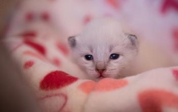 White kitten lying on red and white blanket
