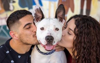 Man and woman adopters each kissing a side of very happy looking dog with upright ears