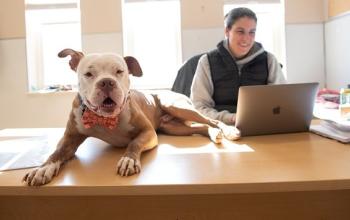 Dog wearing bow tie lying on desk