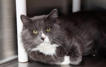 Dark gray and white cat lying in metal crate