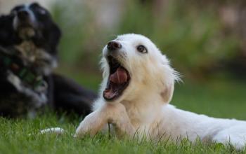 White dog lying in grass yawning with black dog lying behind