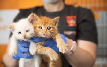 person holding up two kittens 
