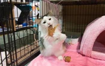Cat in a wire kennel playing with a wand toy beside a pink enclosed bed