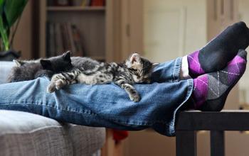 Kittens lying on person&#039;s legs