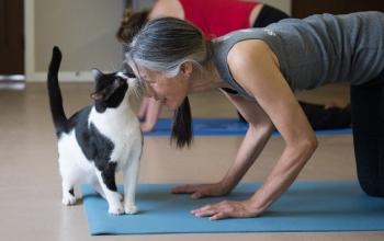 Black and white cat sniffing person&#039;s head on yoga mat
