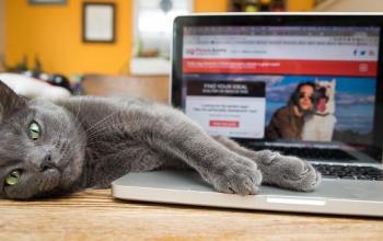 Gray cat lying on its side on top of table with paws on keyboard of silver laptop