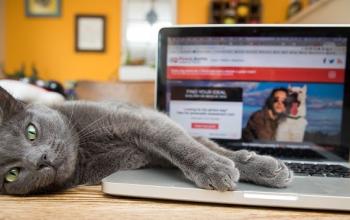 Gray cat lying on table with front paw resting on silver laptop