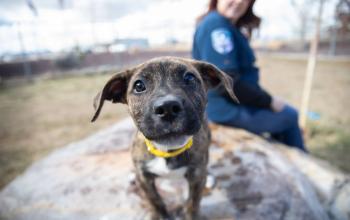 Dog sniffing camera with ACO behind