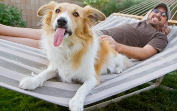 Dog lying in hammock with person